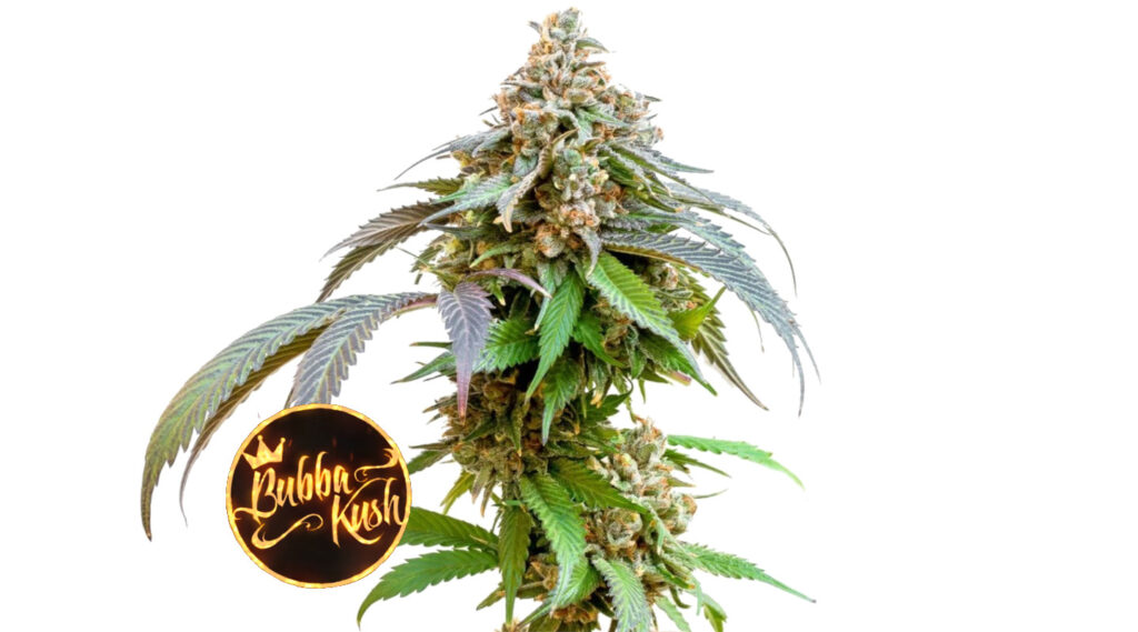 bubba-kush-strain-review-effects-medical-information-pictures-dagga-seeds