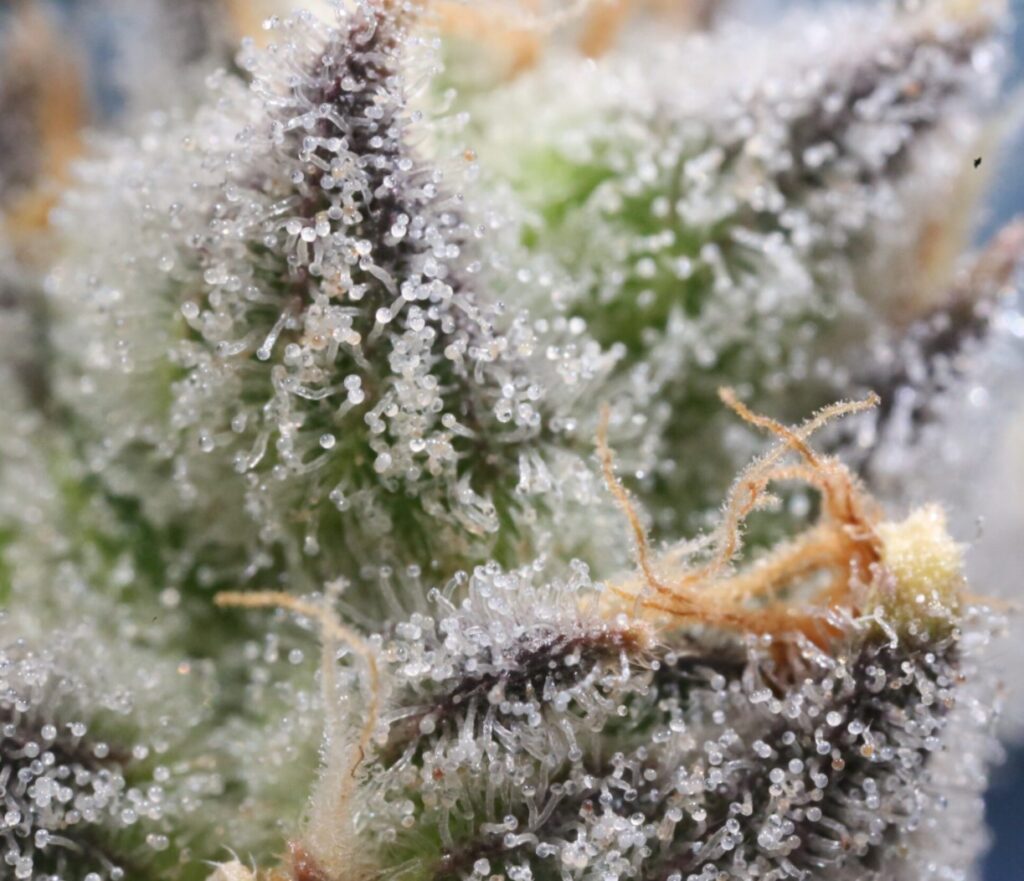 cannabis-quality-potency-related-to-trichomes-crystals-magnified-view