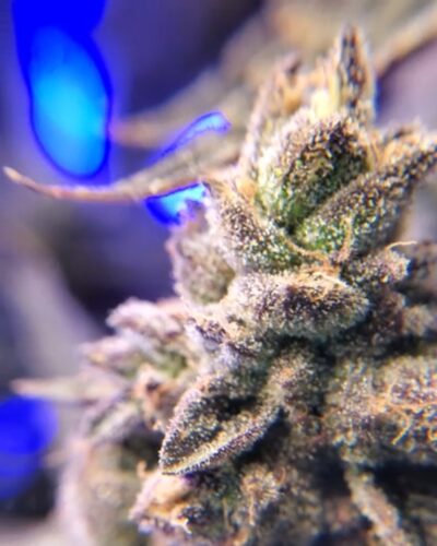 granddaddy-purple-close-up-view-of-trichomes