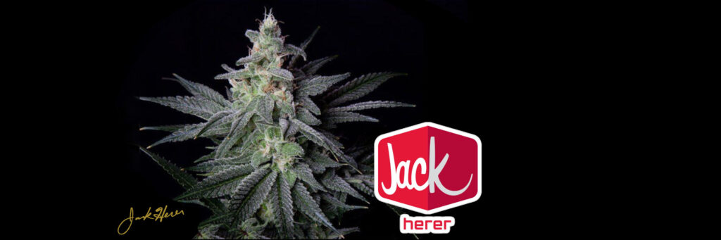 jack-herer-strain-review-effects-growing-tips-medical-benefits