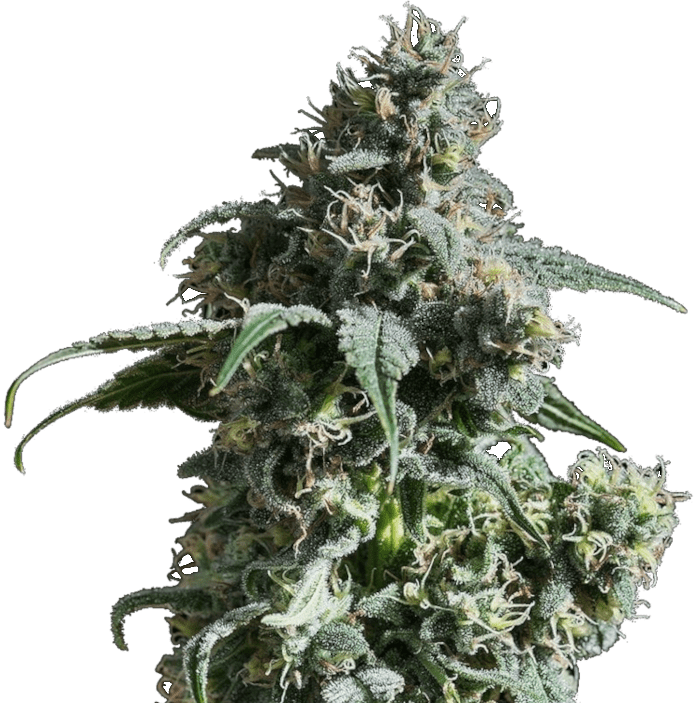 nuken-strain-growing-image