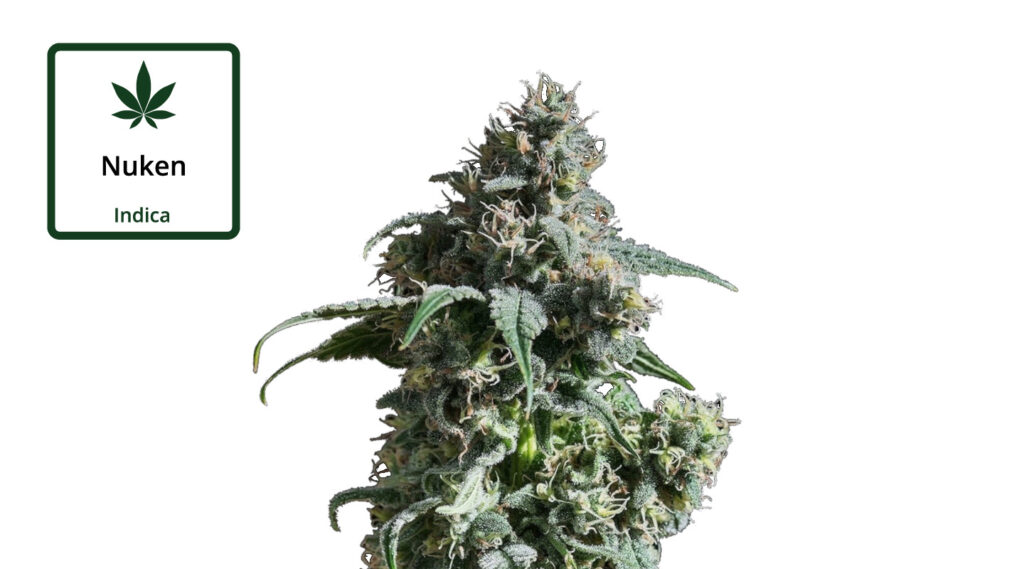 nuken-strain-review-effects-medical-information-pictures