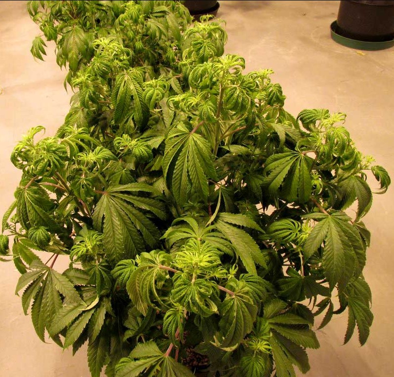 overwatering-cannabis-plant-mistakes-in-growing-cannabis