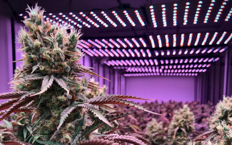purple-og-strain-review-effects-similar-strains