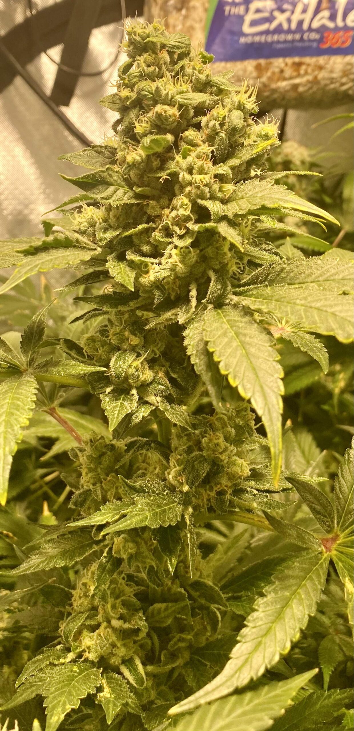 ZkittleZ Strain Review, Effects, and Growing tips. Dagga Seeds