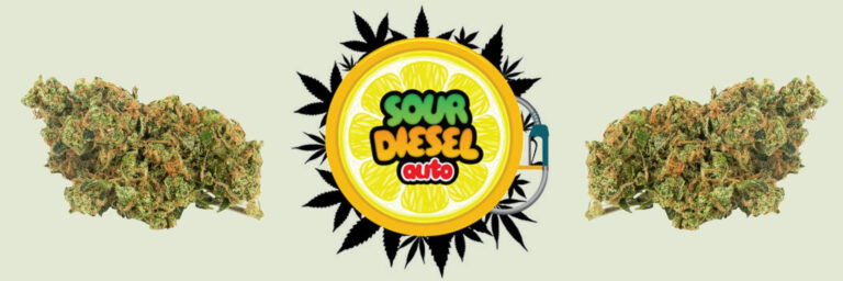 sour-diesel-strain-review-effects-growing-tips-medical-conditions