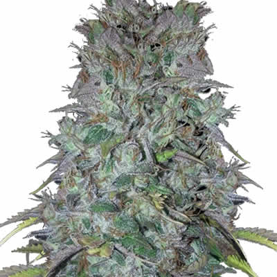 super-kush-strain-review-effects-growing-tips