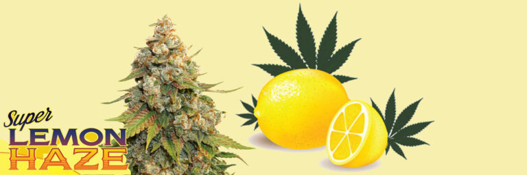 super-lemon-haze-strain-review-seeds-daggaseeds