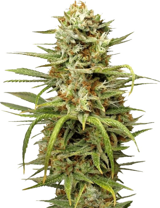 white-widow-strain-autoflower-feminized-seeds-min