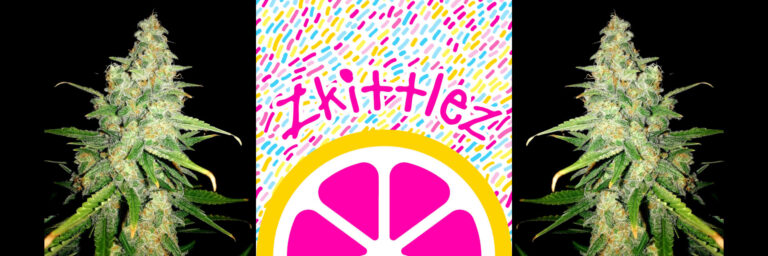 zkittlez-strain-review-effects-growing-tips-close-up