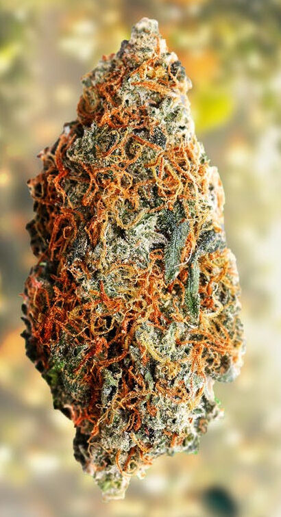 agent-orange-strain-review-dried-bud-appearance
