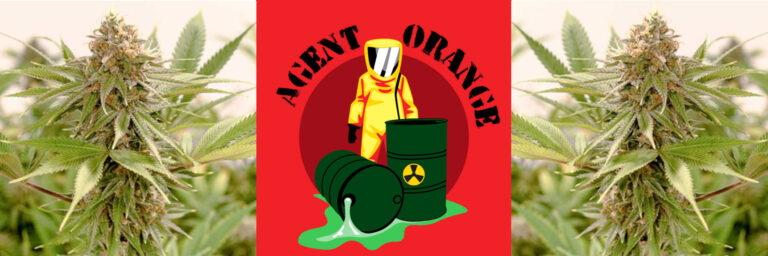 agent-orange-strain-review-growing-appearance