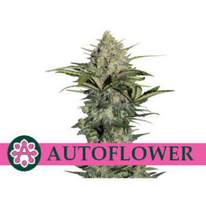 AutoFlower Cannabis Seeds