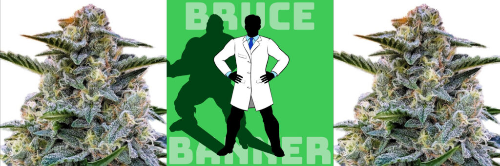 bruce-banner-strain-review-effects-growing-tips-explained