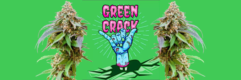 green-crack-strain-review-effects