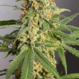 green-crack-seeds-strain-review-effects-growing-tips