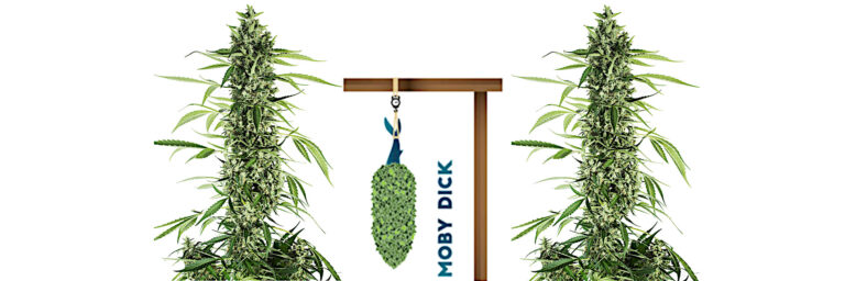 moby-dick-strain-review-effect-growing-tips