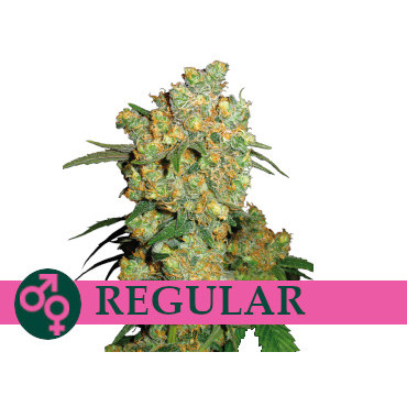 regular-cannabis-seeds-cheap-best-canada-weed-seeds-newfoundland