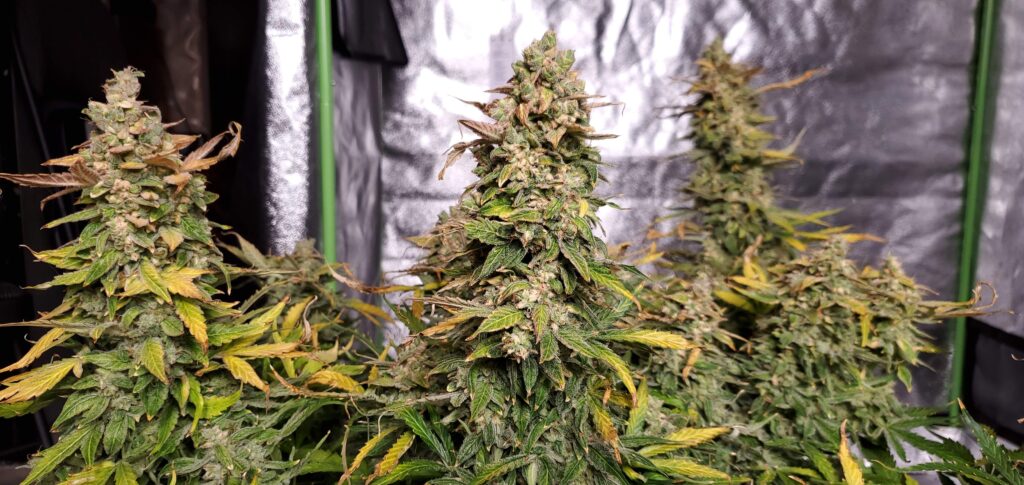 seeds-moby-dick-auto-feminized-strain-review-effects-growing-tips