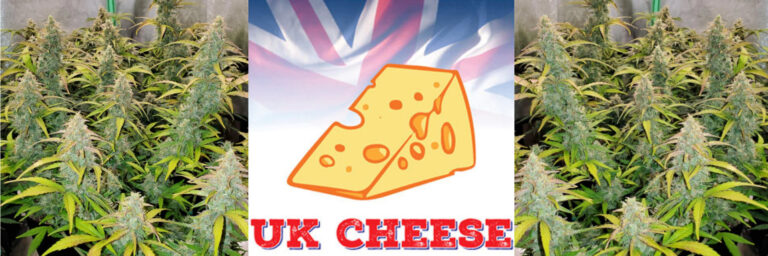 uk-cheese-strain-review-and-seeds-feminized-autoflower