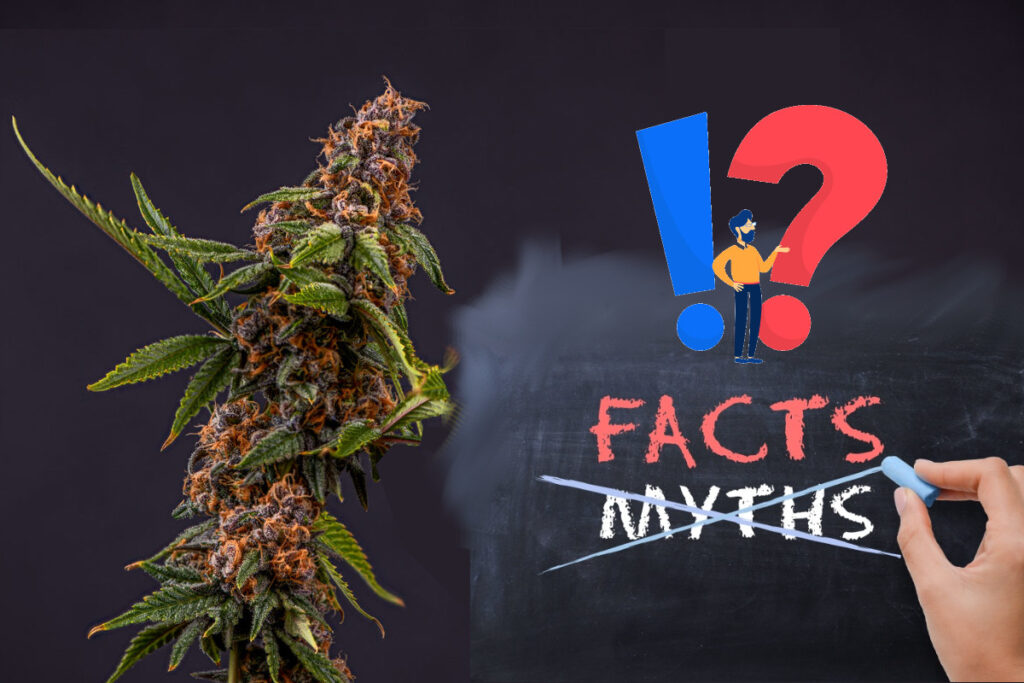 common-myths-about-cannabis