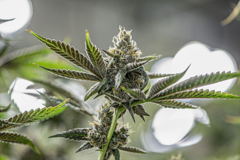 flowering-cycle-of-weed