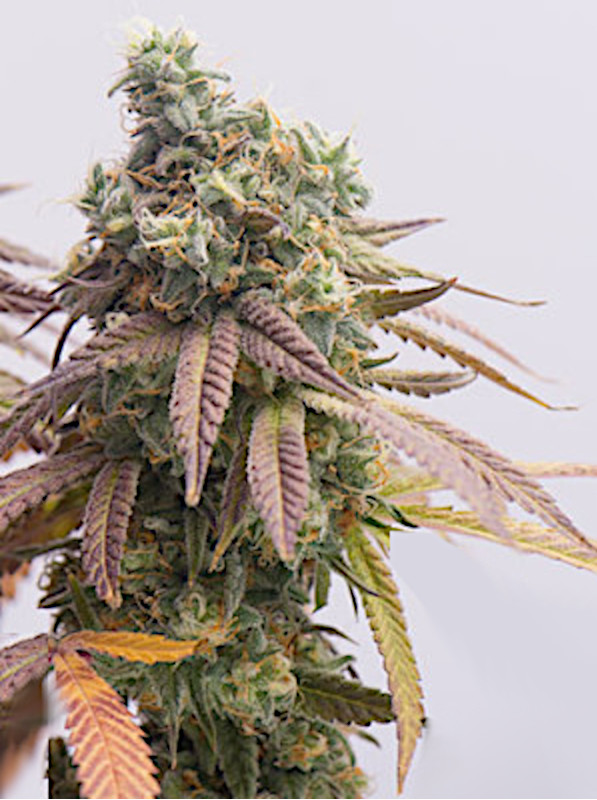 girl-scout-cookies-seeds-feminized-canada-newfoundland