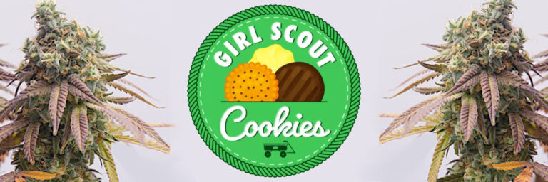 girl-scout-cookies-strain-review-effectsa-growing-tips-and-seeds