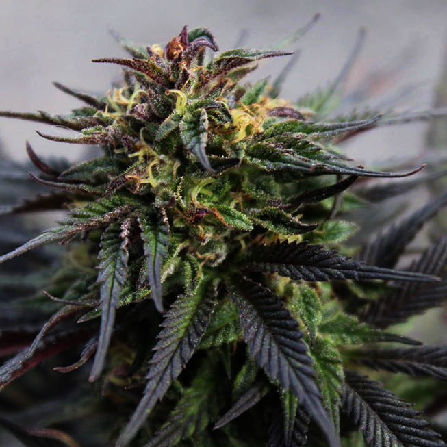 Girl Scout Cookies Seeds | Feminized Photoperiod