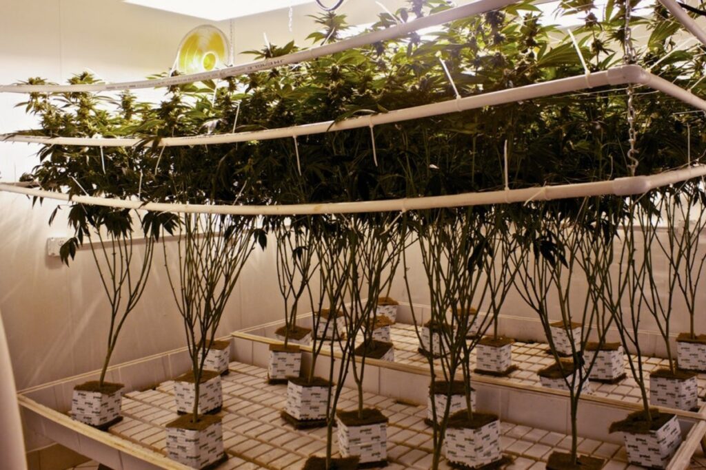 growing-weed-with-hydroponics-ebb-flood-tray-easy-method