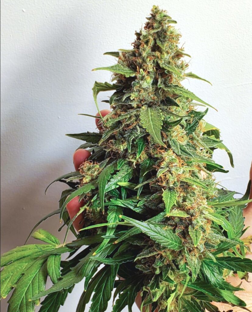 jack-herer-seeds-feminized-canada