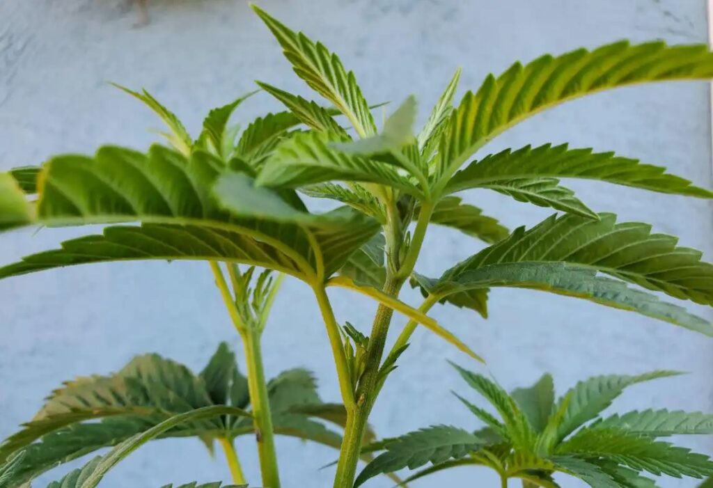 pre-flowering-stage-of-weed-sexing-cannabis-plants