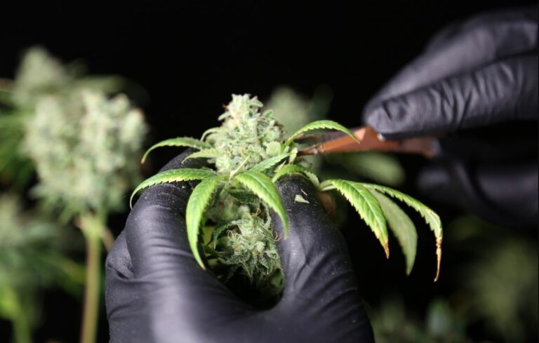 pruning-and-maintenance-growing-weed