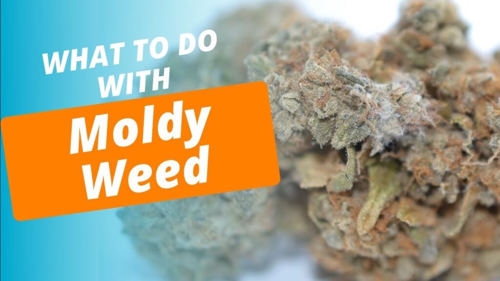 what-to-do-about-mold-on-growing-weed