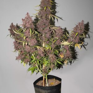 purple-kush-autoflower-seeds
