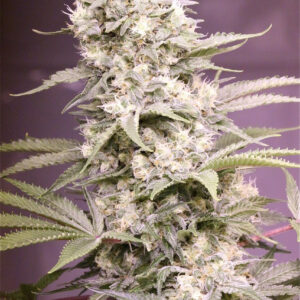purple-bubba-skunk-seeds-feminized-strain-marijuana