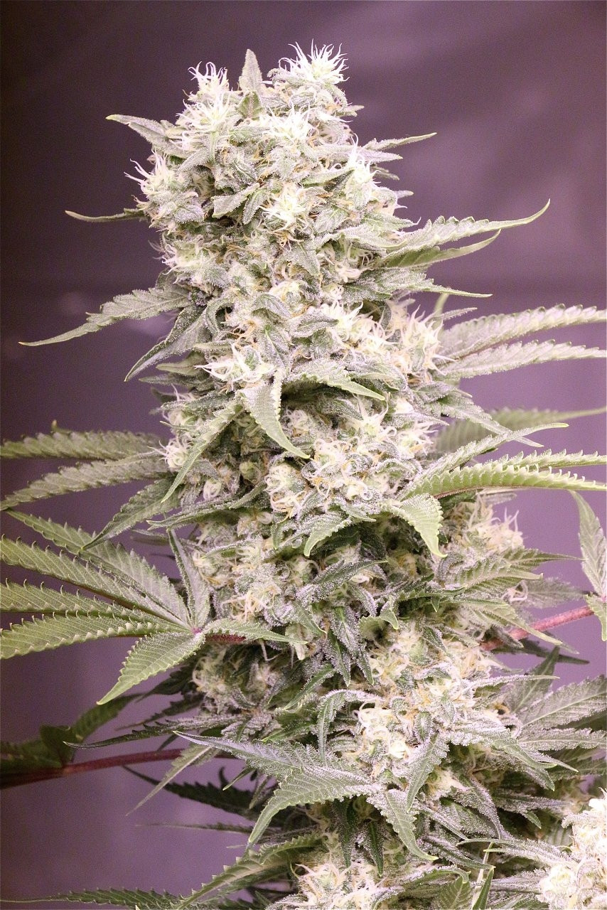 purple-bubba-skunk-seeds-feminized-strain-marijuana