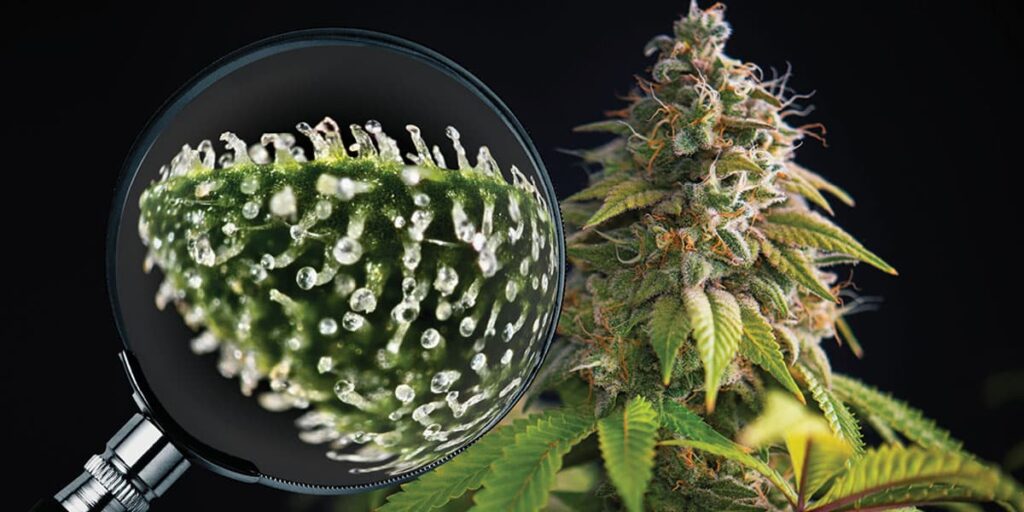 how-to-check-trichomes-on-growing-weed-plant