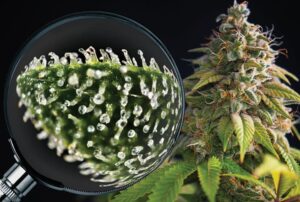 how-to-check-trichomes-on-growing-weed-plant