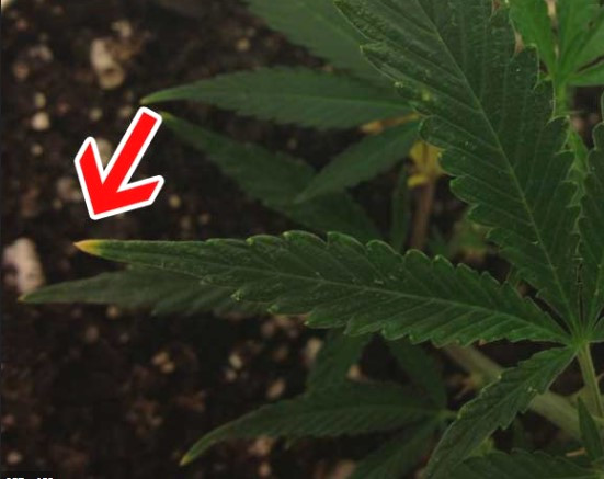 increase-yields-nutrient-burn-cannabis-leaf-diagram