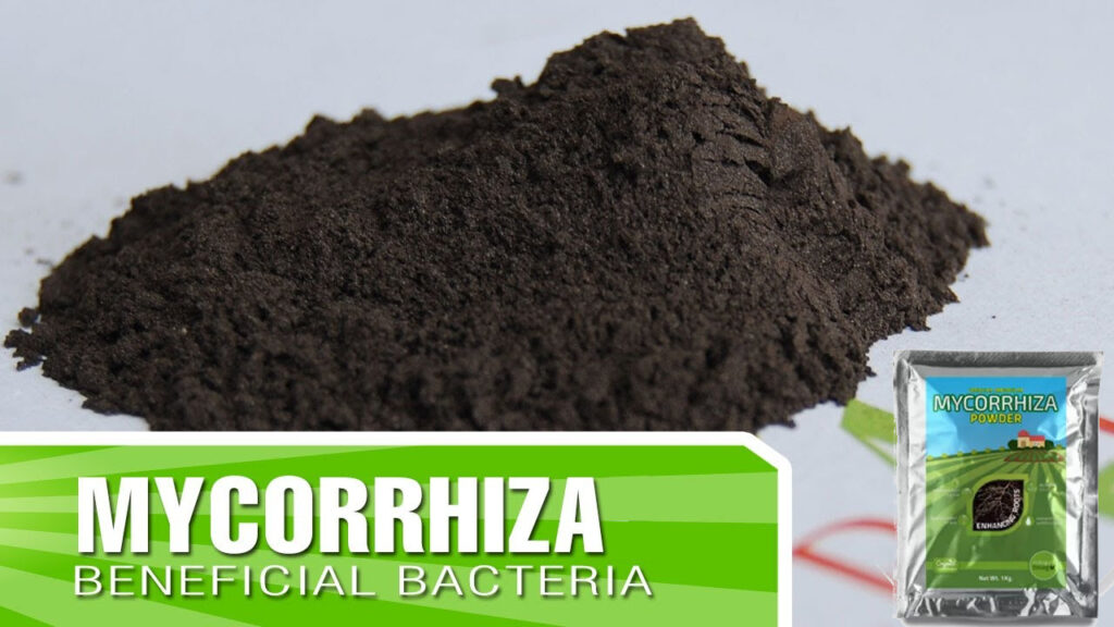 mycorrhiza-for-growing-weed-root-enhancer