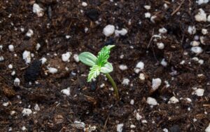 soil-for-weed-growing