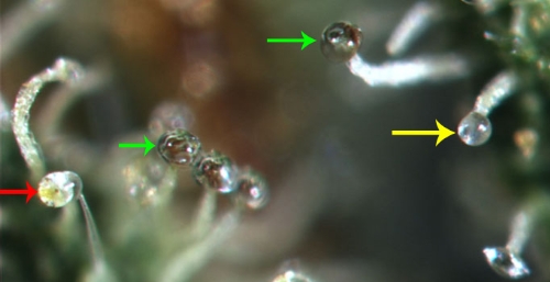 trichomes-diagram-to-check-when-to-harvest-cannabis-is-ready