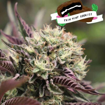 girl-scout-cookies-thin-mints-seeds-canada-feminized-seeds