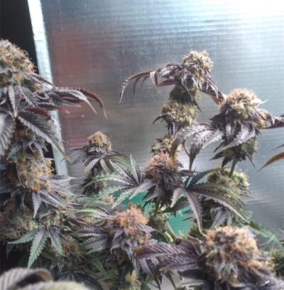 thin-mints-seeds