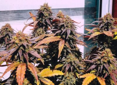 ak47-seeds
