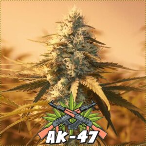 ak47-seeds