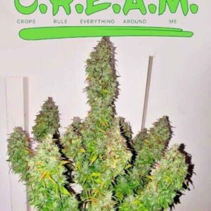 cream-cannabis-seeds-feminized-autoflower-canada