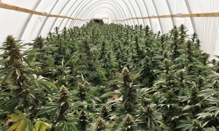 grow-autoflowers-outdoors-guerrllia-gardening