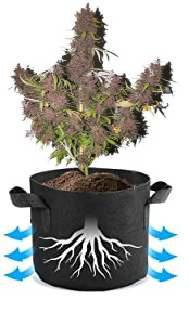 how-to-grow-weed-from-seeds-guide-with-diagrams